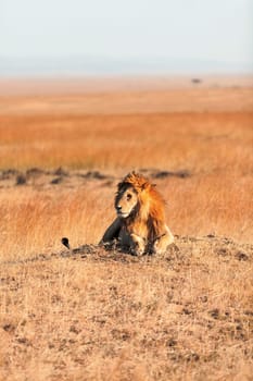 Male lion lying in the grass at sunset in Masai Mara, Kenya