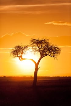 Typical african sunset with acacia tree in Masai Mara, Kenya