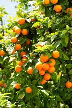 Orange tree