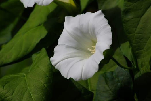 Zaunzinde