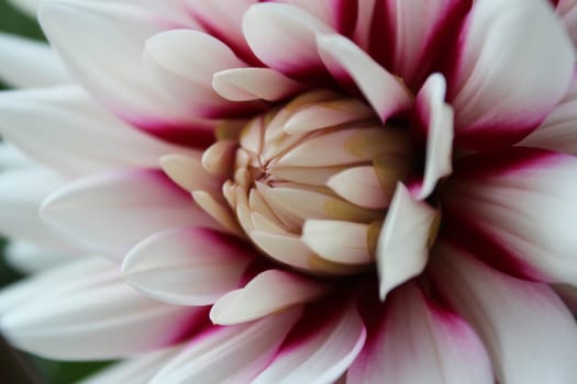 Dahlias