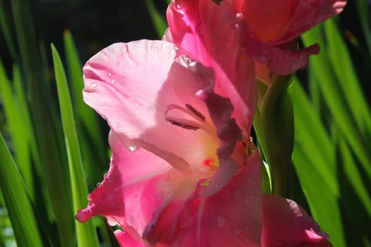 Gladiolus
