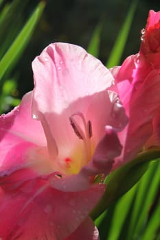 Gladiolus