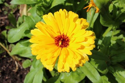Marigold