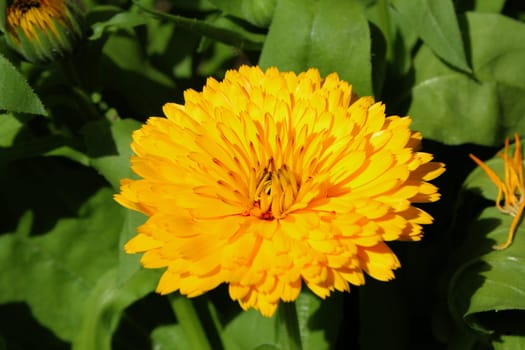 Marigold