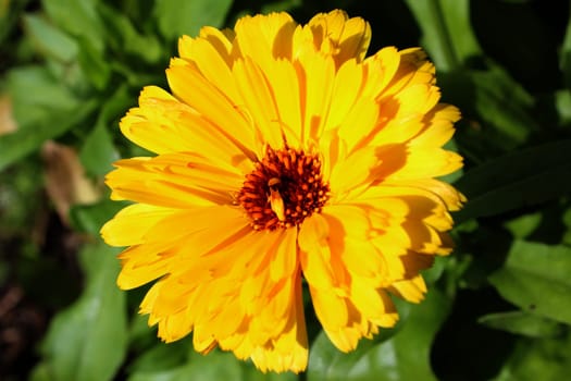 Marigold