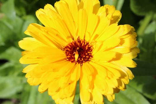 Marigold