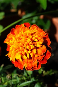 Sammetflower