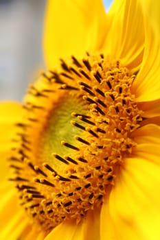 Sunflower
