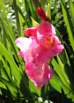Gladiolus