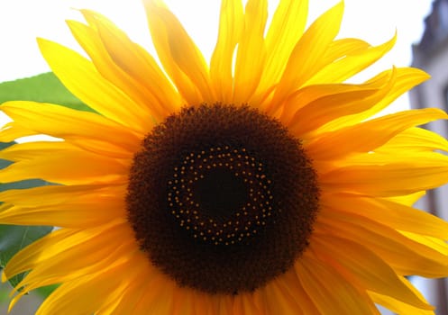 Sunflower