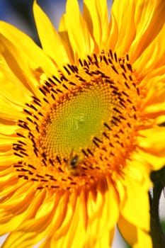 Sunflower