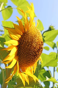 Sunflower