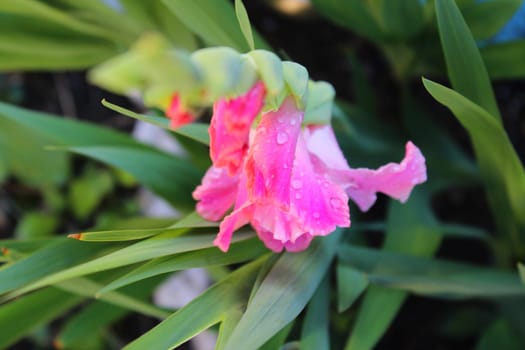 Gladiolus