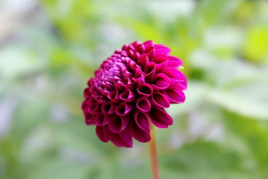 Dahlias
