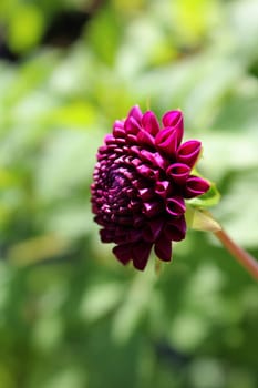 Dahlias