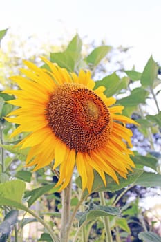 Sunflower