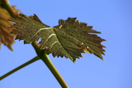 Grape leaf