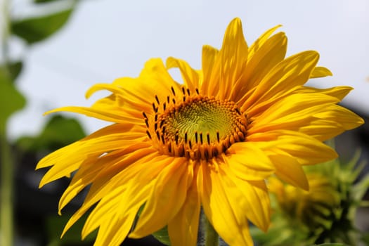 Sunflower