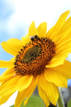 sunflower