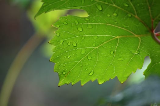 Grape leaf