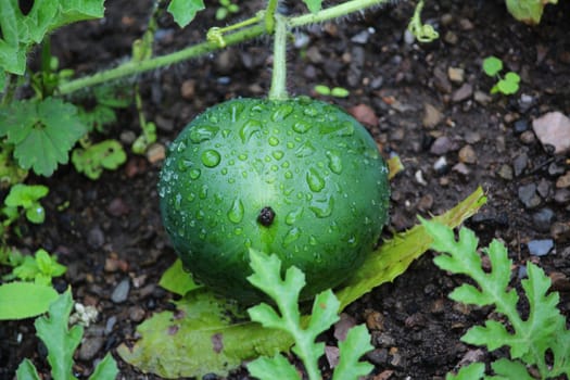 Watermelon