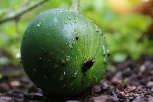 Watermelon
