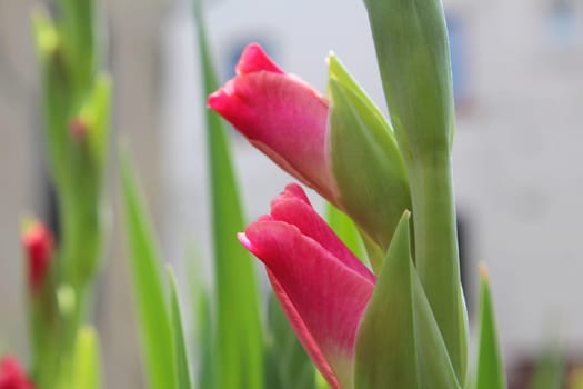 Gladiolus