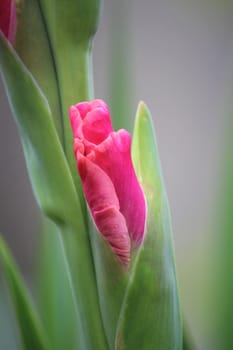 Gladiolus