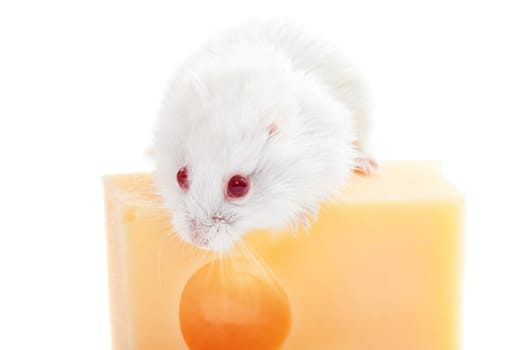 White mouse with emmental cheese isolated on white