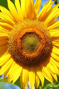 Sunflower
