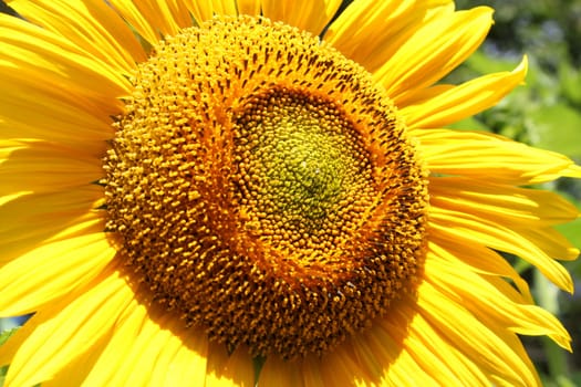 Sunflower