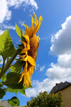 Sunflower