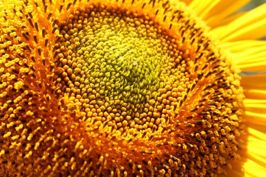 Sunflower
