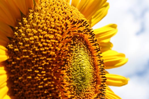 Sunflower