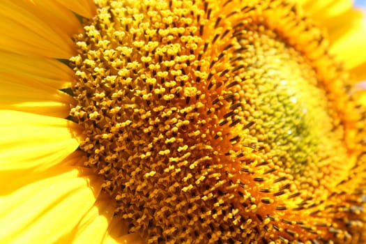 Sunflower