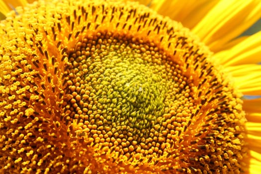 Sunflower