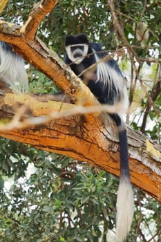 Colobus monkey, Nakuru Lake, Kenya