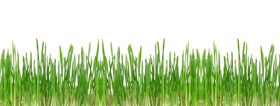 Green Grass isolated on white
