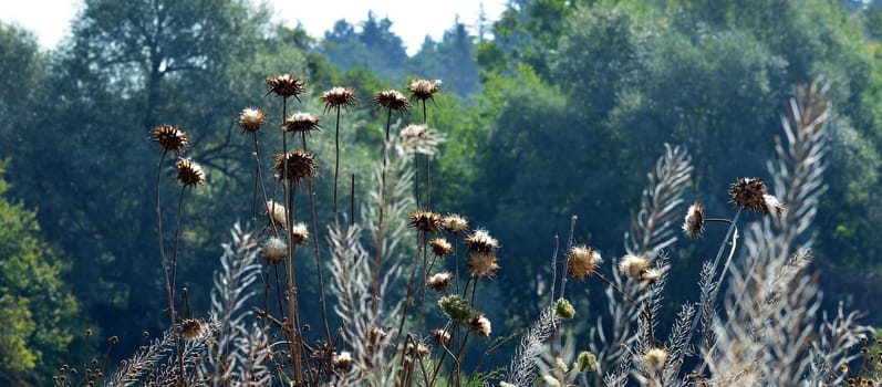 flowered thistles