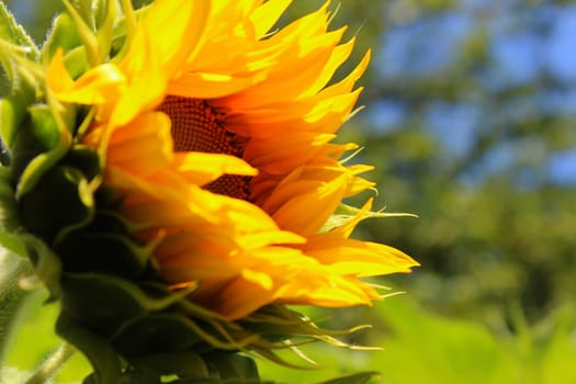 Sunflower
