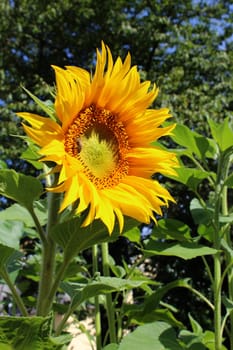Sunflower