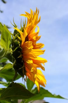Sunflower