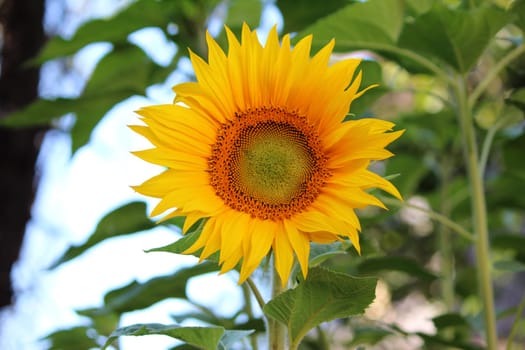 Sunflower