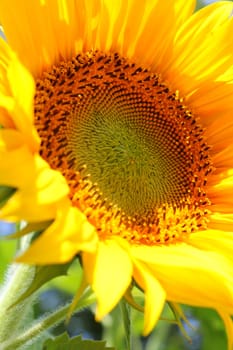 Sunflower