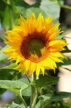 Sunflower