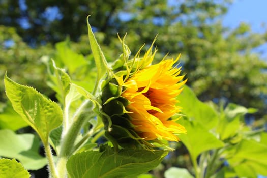 Sunflower