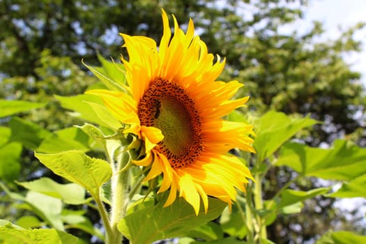 Sunflower