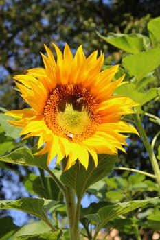 Sunflower