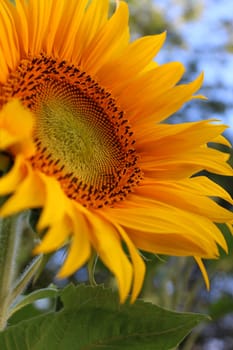Sunflower